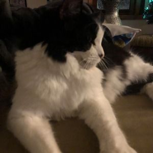 Meet your Posher, Nancy